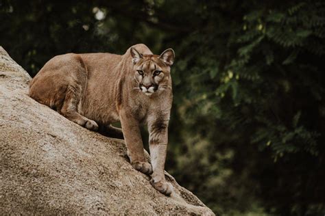 brazilian cougar|South American cougar .